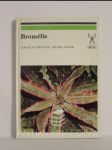 Bromélie - náhled