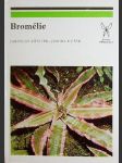 Bromélie - náhled
