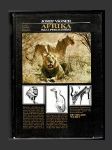 Afrika - Ráj a peklo zvířat - náhled