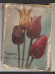 Tulipány a ostatní cibulové květiny - náhled