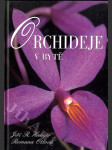 Orchideje v bytě - náhled