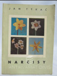 Narcisy - náhled