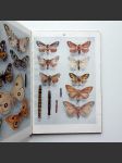Atlas motýlů - náhled
