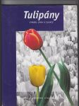 Tulipány - symbol jara a slunce - náhled