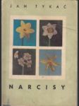 Narcisy - náhled