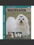 Maltézáček (maltézský psík) - náhled