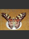 Porcelánový motýl Rosenthal a/s - náhled