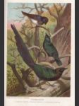 [Svet zvierat - diel Vtáky] Az állatok világa - madarak első kötet - náhled
