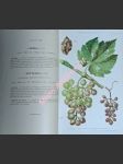 Traité de pathologie végétale - tome i - atlas - arnaud gabriel / arnaud madeleine - náhled