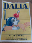 Dalia - pařák - náhled