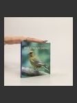 Little Book of Birdwatching - náhled