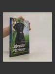 Labrador Retriever - náhled