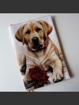 Labrador s růží - náhled