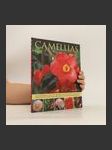 Camellias - náhled