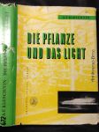 Die Pflanze und das Licht - náhled