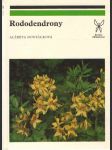 Rododendrony - náhled