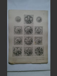 Muster-Ornamente Aus Allen Stilen in Historischer Anordnung č. 173 - náhled