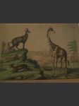 Zvířata - žirafa - kamzík - náhled