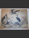 Zvířata - ptáci - volavka - plameňák - náhled