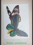Bilder aus der Wunderwelt tropischer Schmetterlinge - LINSENMAIER Walter - náhled