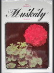 Muškáty - náhled