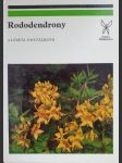 Rododendrony - náhled