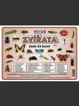 Zvířata hmyz - sada 24 karet - náhled