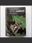 Kapesní atlas našich motýlů - náhled