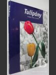 Tulipány - náhled