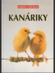 Kanáriky - náhled