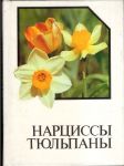 Нарциссы, тюльпаны - альбом - справочник - náhled