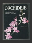 Orchideje - náhled