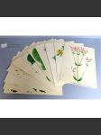 Léčivé rostliny (Soubor 16 školních obrazů; bylinky, ilustrace Jaromír Zpěvák, mj. pampeliška, třezalka, heřmánek, přeslička) - náhled