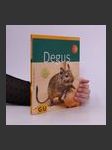 Degus - náhled