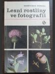 Lesní rostliny ve fotografii - náhled