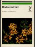 Rododendrony - náhled